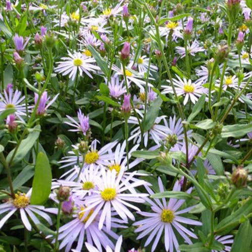 Aster  Lutetia (x3) - Aster pyrenaeus lutetia - Tuinplanten