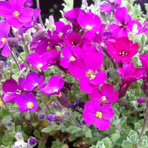 Blauwkussen Cascade Red - Bakker