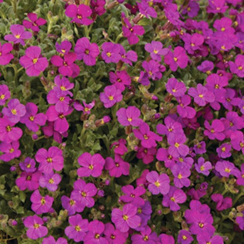 Randjesbloem / Blauwkussen Regado Red - Bakker