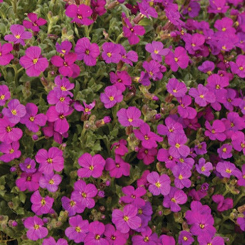 Randjesbloem / Blauwkussen Regado Red (x3) - Aubrieta regado red  ( regado series ) - Tuinplanten