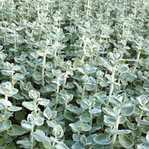 Valse vuurwerkplant - Bakker