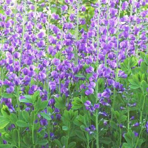 Valse indigo - Baptisia australis - Tuinplanten