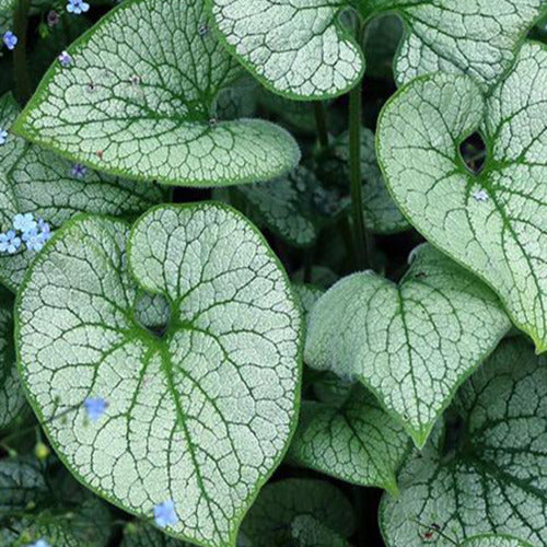 Kaukasische vergeet-mij-niet Alchemy Silver - Brunnera macrophylla tnbruas alchemy™ silver ( alc - Tuinplanten