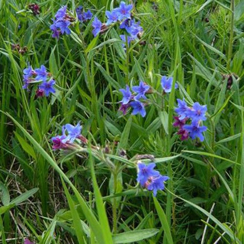 Steenzaad - Buglossoides