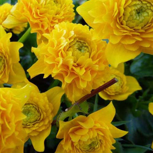 Dotterbloem - Bakker