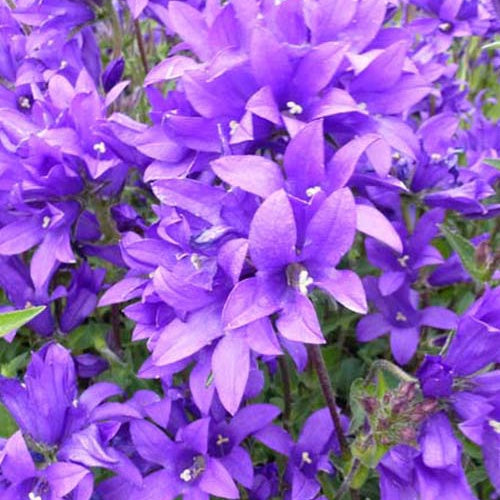 Klokjesbloem Joan Elliott - Campanula glomerata joan elliott - Tuinplanten