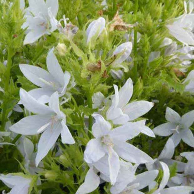 Kruipklokje 'E.H. Frost' (x3) - Campanula poscharskyana e.h. frost - Tuinplanten