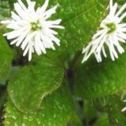 Witte bloemaren - Bakker