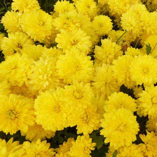 Chrysant 'Citronella' - Bakker