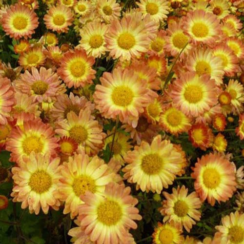 Chrysant - Bakker