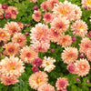 Chrysant (x3) - Bakker