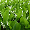 Lelietjes-van-Dalen 'Prolificans' - Convallaria majalis Prolificans - Vaste planten