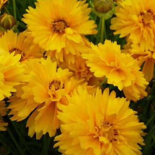 Meisjesogen Sunray (x3) - Bakker