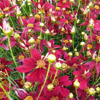 Meisjesogen 'Red Satin' - Bakker