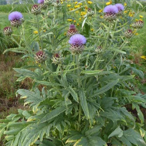 Sierartisjok - Cynara cardunculus - Tuinplanten