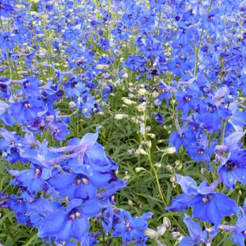 Ridderspoor Volkerfrieden - Delphinium ( belladonna group ) völkerfrieden - Tuinplanten