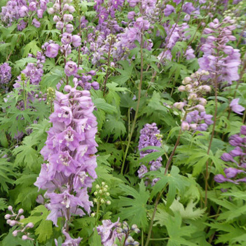 Ridderspoor Astolat (x3) - Delphinium pacific astolat - Tuinplanten