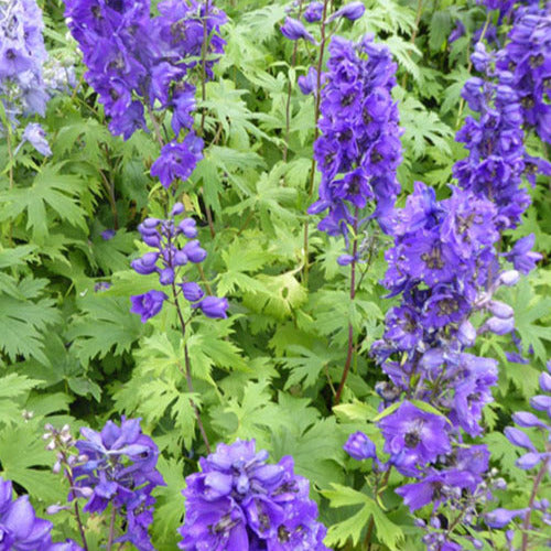 Ridderspoor Black Knight (x3) - Delphinium pacific black knight - Tuinplanten