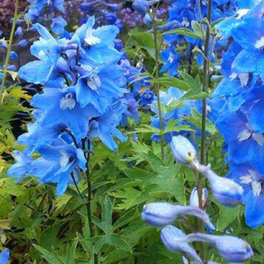 Ridderspoor 'Summer Skies' (x3) - Delphinium ( pacific giant group ) summer skies - Tuinplanten