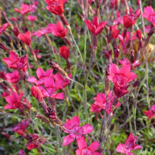 Anjer Flashing Light (x3) - Dianthus deltoides flashing light - Terras- en balkonplanten