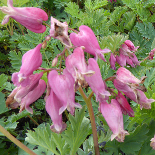 Gebroken hartje 'Luxuriant' - Dicentra formosa luxuriant - Tuinplanten