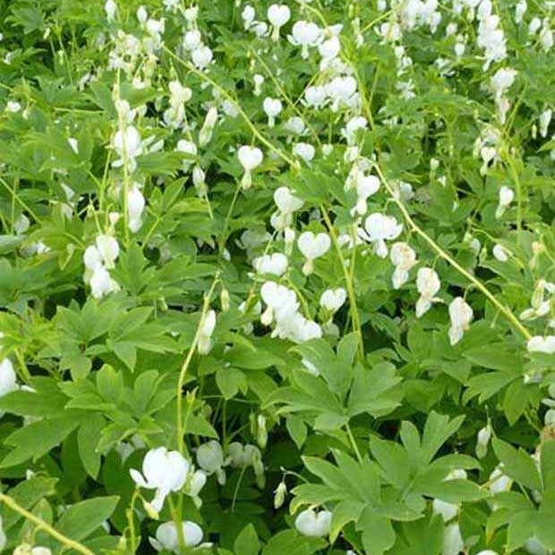 Gebroken hartje 'Alba' - Dicentra spectabilis alba - Tuinplanten