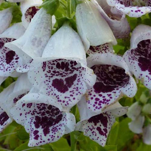 Vingerhoedskruids Gant de Notre dame Pams Choice (x3) - Digitalis purpurea pams choice - Tuinplanten