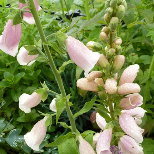 vingerhoedskruid Suttons Apricot - Bakker