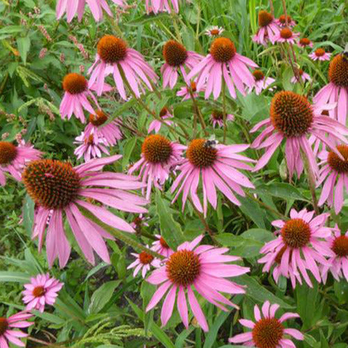 Zonnehoed pourpre Double-Decker - Echinacea purpurea double-decker - Tuinplanten