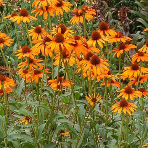 Zonnehoed Tiki Torch - Echinacea purpurea tiki torch - Tuinplanten