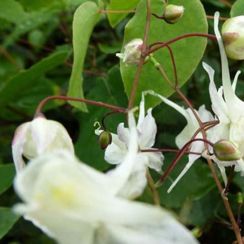 Grootbloemige elfenbloemen - Bakker
