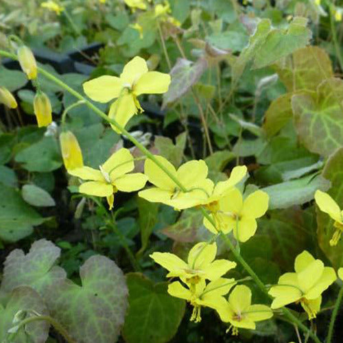 Elfenbloem perralderianum - Bakker