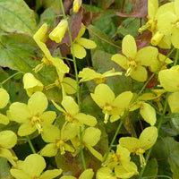 Elfenbloem Frohnleiten - Bakker