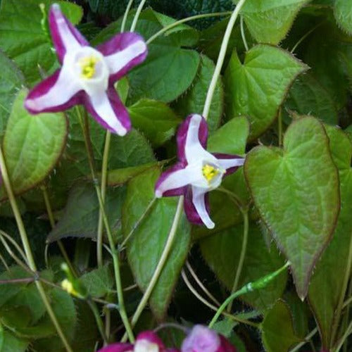 Elfenbloem red - Epimedium rubrum - Tuinplanten