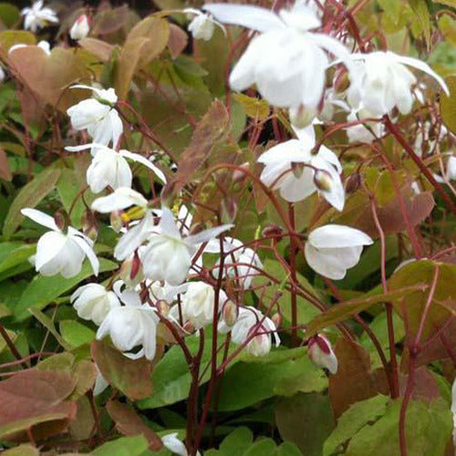 Elfenbloem Niveum - Epimedium youngianum niveum - Tuinplanten