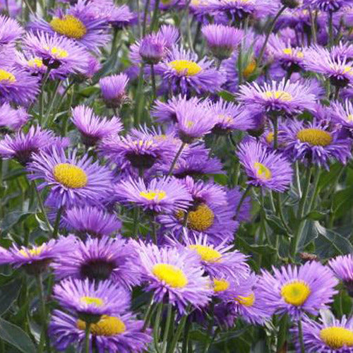 Fijnstraal Dunkelste Aller - Erigeron dunkelste aller - Tuinplanten