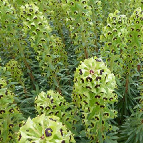 Wolfsmelk Black Pearl - Bakker