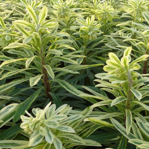 Wolfsmelk 'Burrow's Silver' - Euphorbia characias burrow silver - Tuinplanten