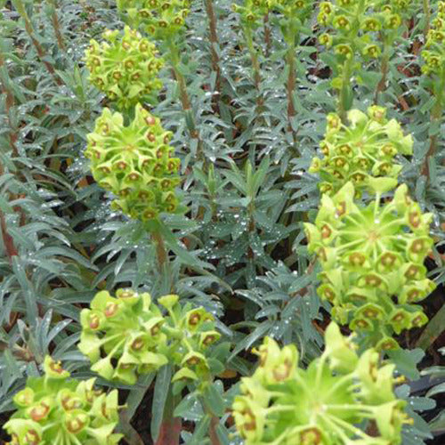 Wolfsmelk Blue Wonder - Euphorbia characias blue wonder - Tuinplanten