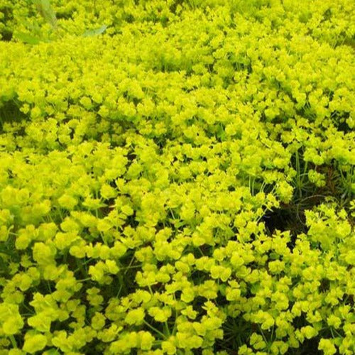 Wolfsmelk Fens Ruby - Euphorbia cyparissias fens ruby - Tuinplanten