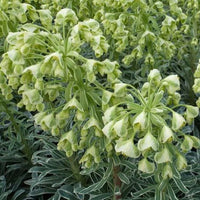 Wolfsmelk 'Glacier Blue' - Bakker