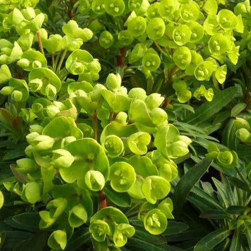 Wolfsmelk Redwing - Euphorbia charam redwing - Tuinplanten