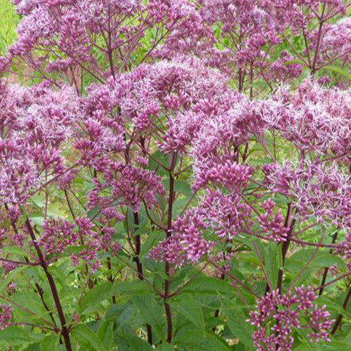 Leverkruid Atropurpureum - Bakker