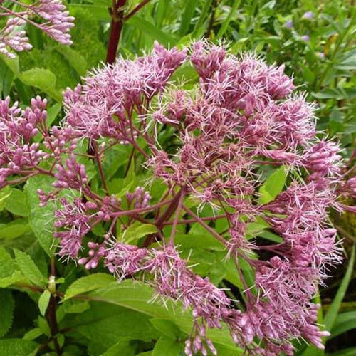 Leverkruid Phantom - Eupatorium maculatum phantom - Tuinplanten