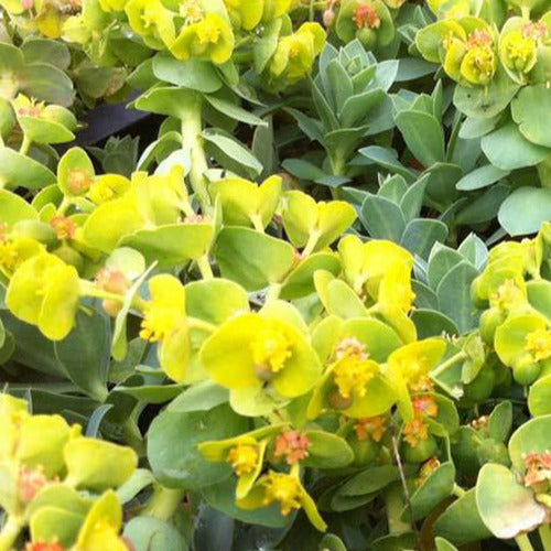 Wolfsmelks Corse (x3) - Euphorbia myrsinites - Tuinplanten