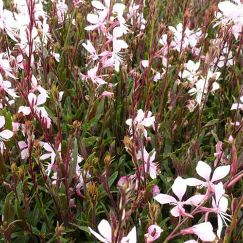 Prachtkaars Cherry Brandy - Gaura lindheimeri gauchebra cherry brandy - Tuinplanten