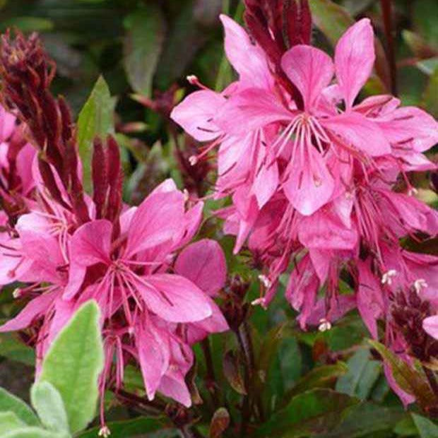 Prachtkaars 'Crimson Butterflies' - Gaura lindheimeri crimson butterflies - Tuinplanten