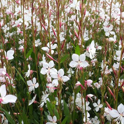 Prachtkaars 'Snowstorm' - Gaura lindheimeri snowstorm - Tuinplanten