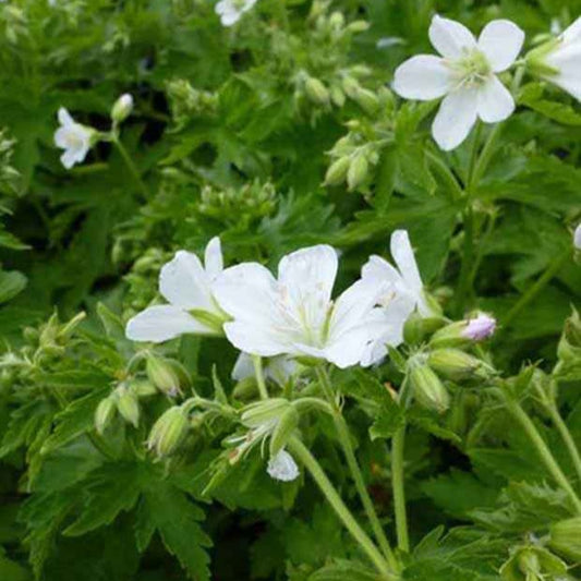 Bosooievaarsbek 'Album' - Geranium sylvaticum album - Tuinplanten