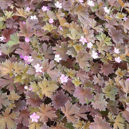 Ooievaarsbek Bob's Blunder - Geranium bobs blunder - Tuinplanten